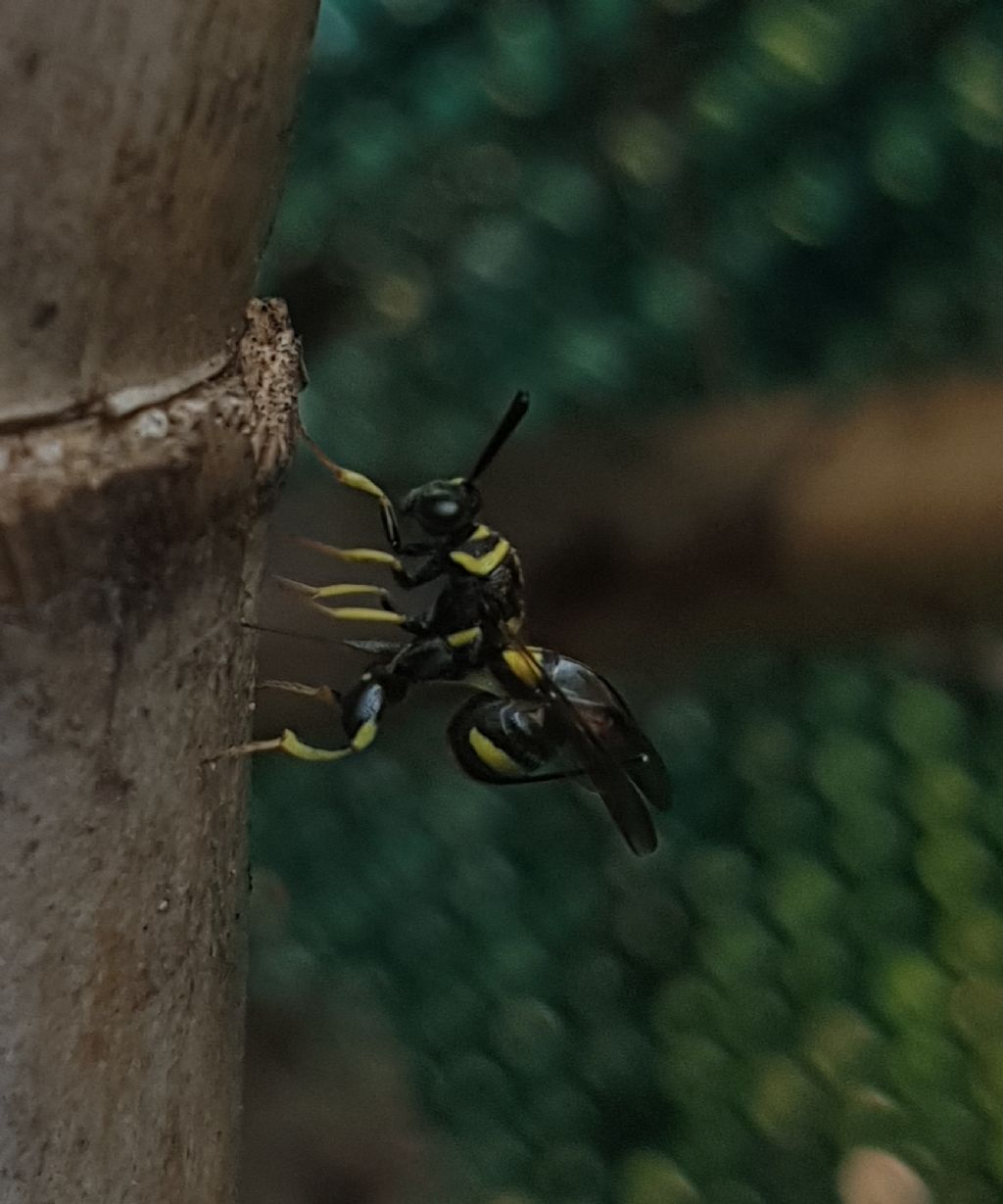 Leucospidae che attenzionano un nido di Isodontia mexicana